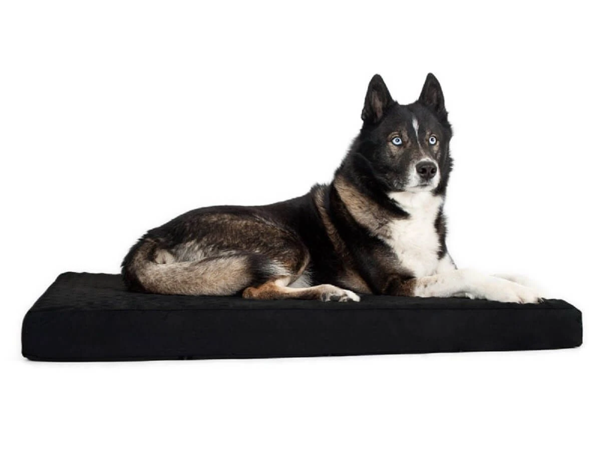 Back On Track Matelas Pour Chien 60 × 70 Cm 1 Back On Track Matelas Pour Chien 60 × 70 Cm