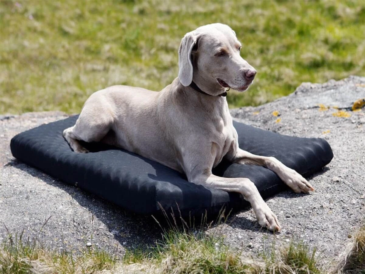 Back On Track Matelas Pour Chien 60 × 70 Cm 2 Back On Track Matelas Pour Chien 60 × 70 Cm – Image 2