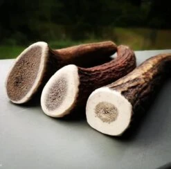 Evident Bois De Cerf Entier S -Trixiebea Boutique bois de cerf 2