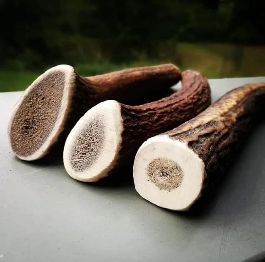 Evident Bois De Cerf Entier L 3 Evident Bois De Cerf Entier L – Image 3