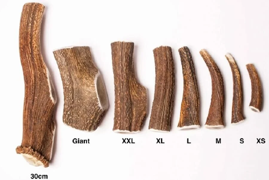 Evident Bois De Cerf Entier L 2 Evident Bois De Cerf Entier L – Image 2
