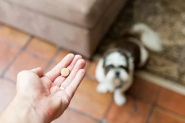 Drontal Chien 2 Cps 2 Drontal Chien 2 Cps – Image 2