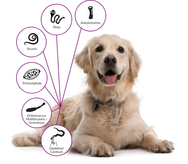 Drontal Chien 2 Cps 3 Drontal Chien 2 Cps – Image 3