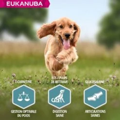 Eukanuba Chien Adulte Petite Et Moyenne Race Saumon & Orge 2.5 Kg -Trixiebea Boutique eukanuba chien adult petite et moyenne race saumon orge 5