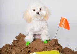 Pawz Bottes Camouflage Tiny 8 Pawz Bottes Camouflage Tiny -Trixiebea Boutique pawz bottes vertes tiny la compagnie des animaux 4 2 1