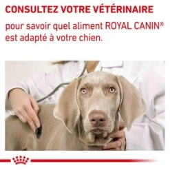 Royal Canin Veterinary Neutered Adult Dog 9 Kg -Trixiebea Boutique royal canin veterinary neutered adult dog 9 kg 8