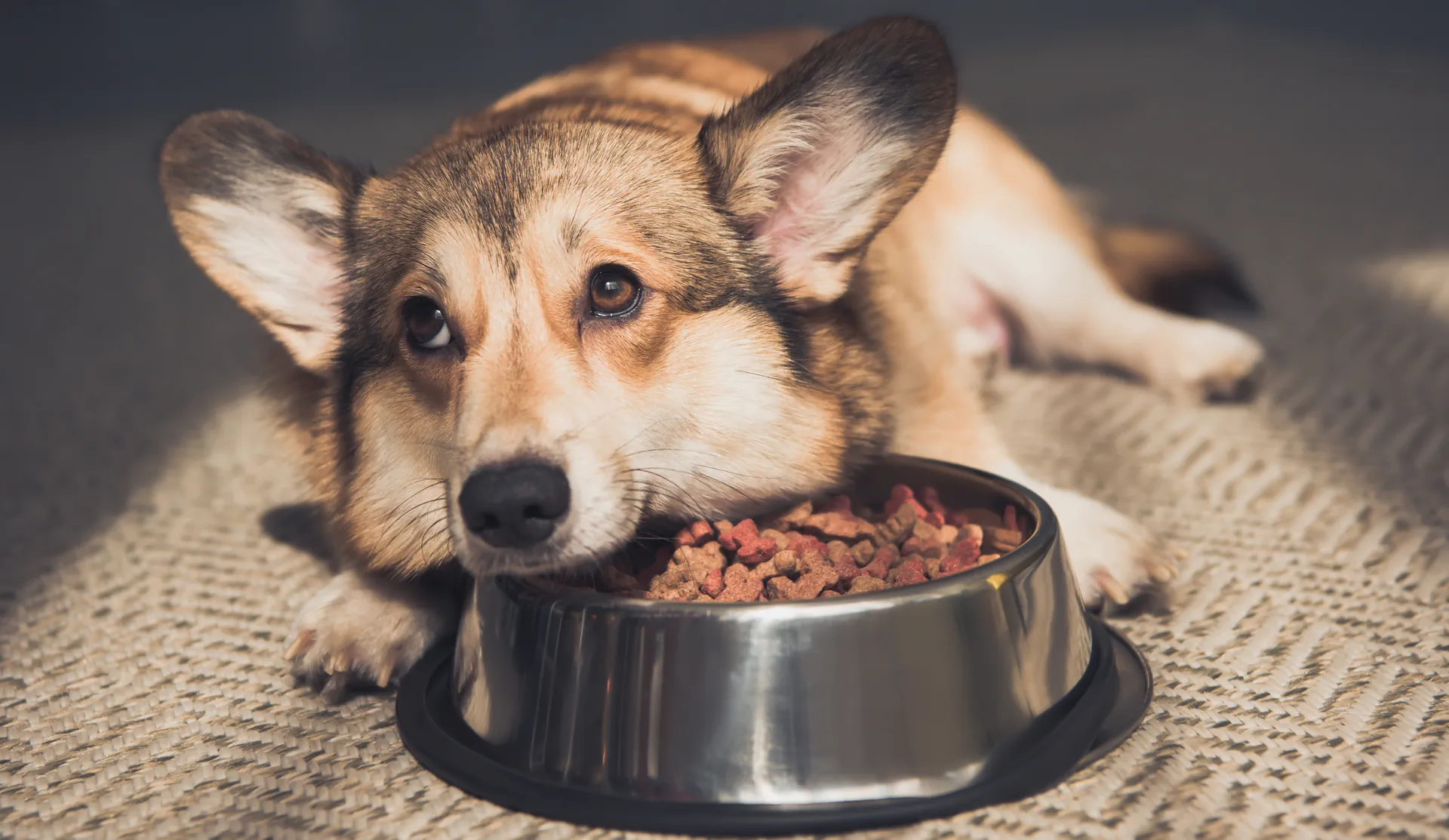 Trixiebea Boutique -Trixiebea Boutique nourriture chien